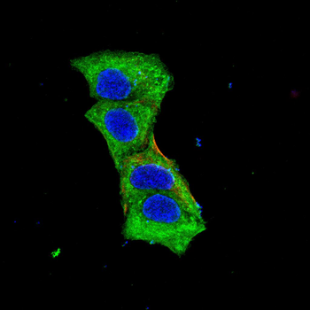 INA Antibody