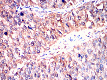 INA Antibody