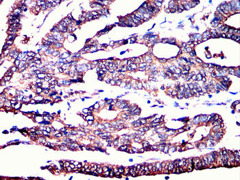 INA Antibody
