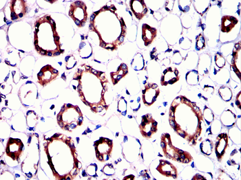 INA Antibody