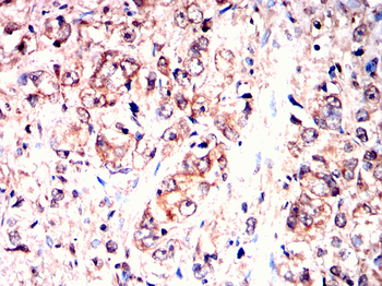 INA Antibody