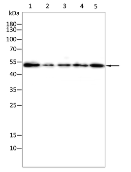 ULK3 Antibody