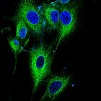CYP26A1 Antibody