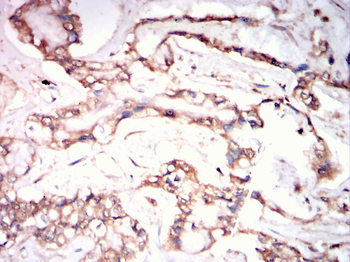 EI2BG Antibody