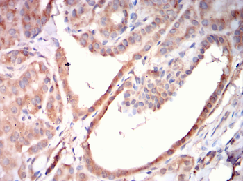 EI2BG Antibody