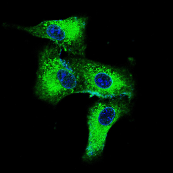 GLS2 Antibody
