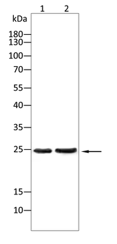 GLS2 Antibody