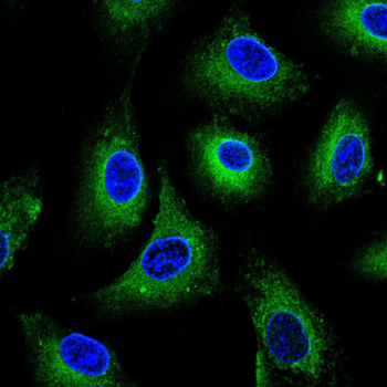 ATG4D Antibody