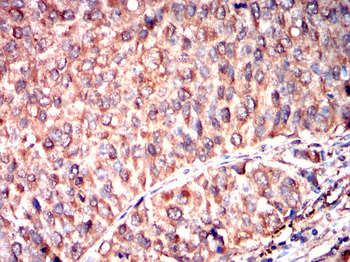 ATG4D Antibody