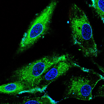 RBCK1 Antibody