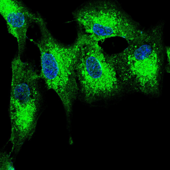 SUMO3 Antibody