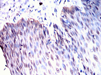 SUMO3 Antibody