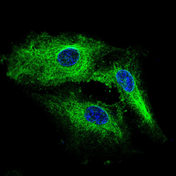 USP5 Antibody