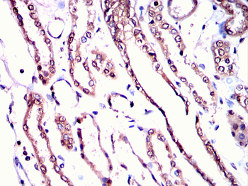 USP5 Antibody