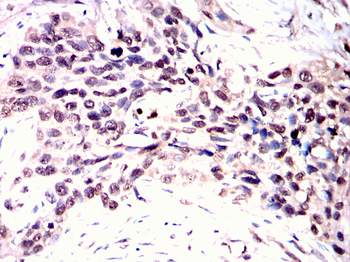 USP5 Antibody