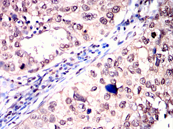 USP5 Antibody