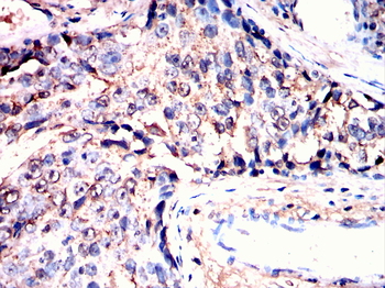 USP5 Antibody