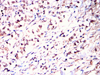 USP5 Antibody
