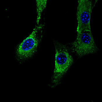 PACSIN2 Antibody
