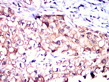 PACSIN2 Antibody