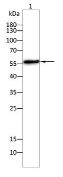 PACSIN2 Antibody