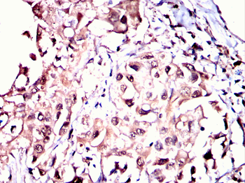 FZR1 Antibody