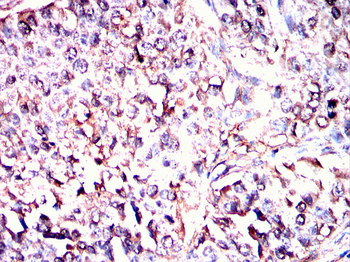 FZR1 Antibody