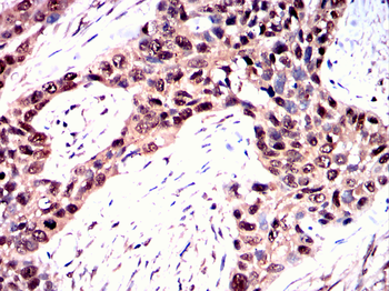 FZR1 Antibody
