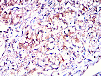 FZR1 Antibody