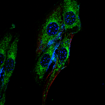 MAP3K12 Antibody