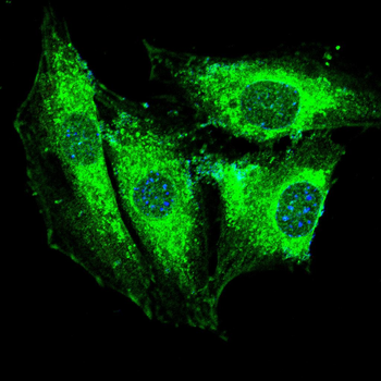 TUSC2 Antibody