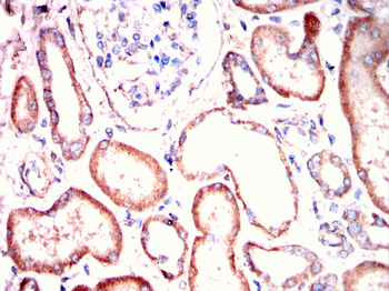 GDF15 Antibody