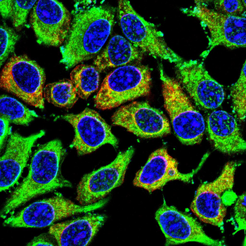 VEGFD Antibody