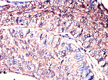 VEGFD Antibody
