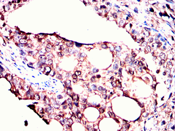 VEGFD Antibody