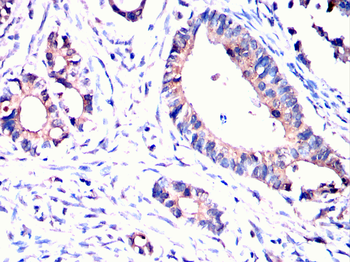 VEGFD Antibody