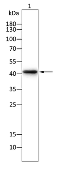 VEGFD Antibody