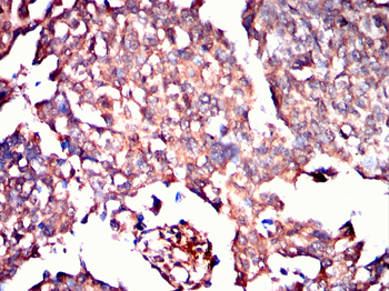 CYP2C9 Antibody
