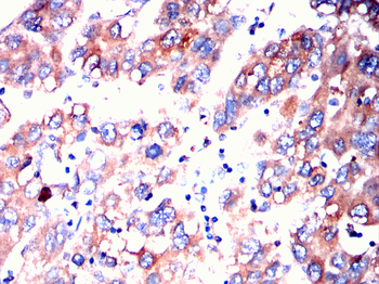 CYP2C9 Antibody