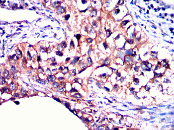 CYP2C9 Antibody