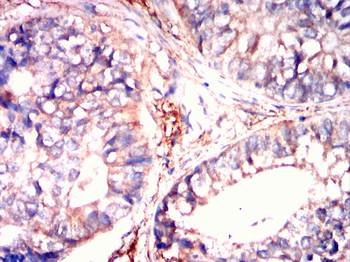 CYP2C9 Antibody