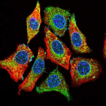 IHH Antibody