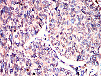 SPARC Antibody