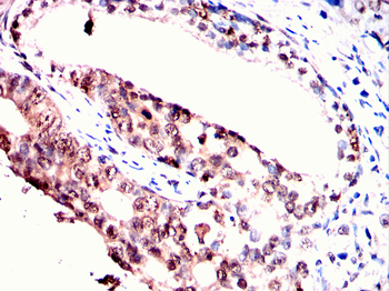 SPARC Antibody