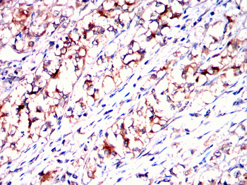 SPARC Antibody
