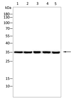 SPARC Antibody