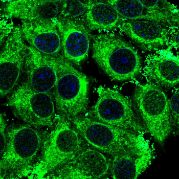 GMFG Antibody