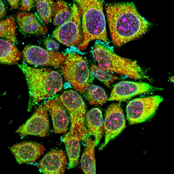 MVP Antibody
