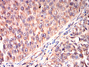 MVP Antibody