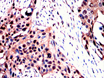 MVP Antibody